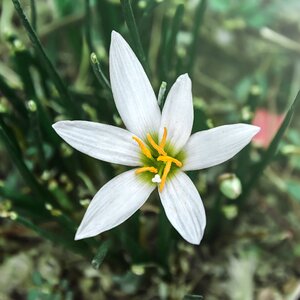 Garden plants ornamental plants flower