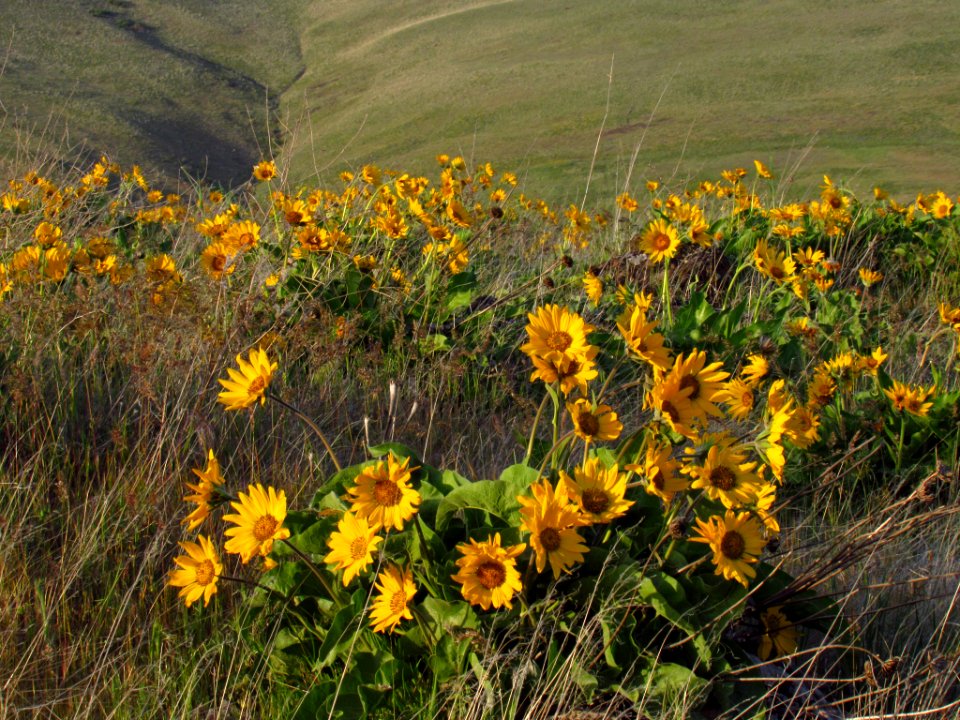 Wildflowers at Dalles Mt. Ranch in WA