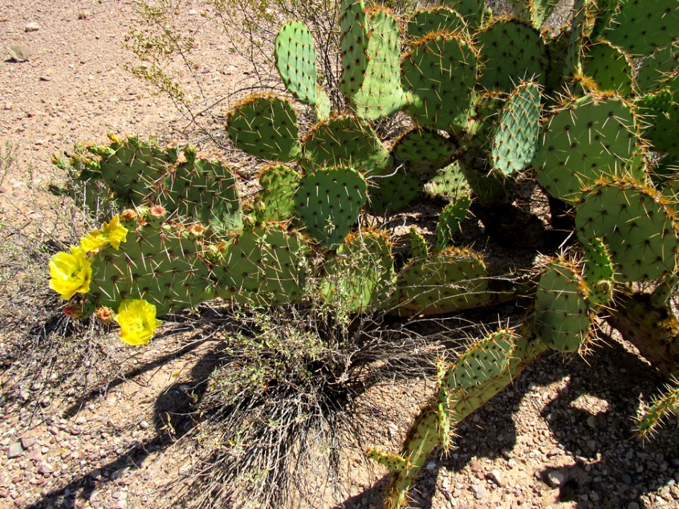 Organ Pipe Cactus NM in Arizona