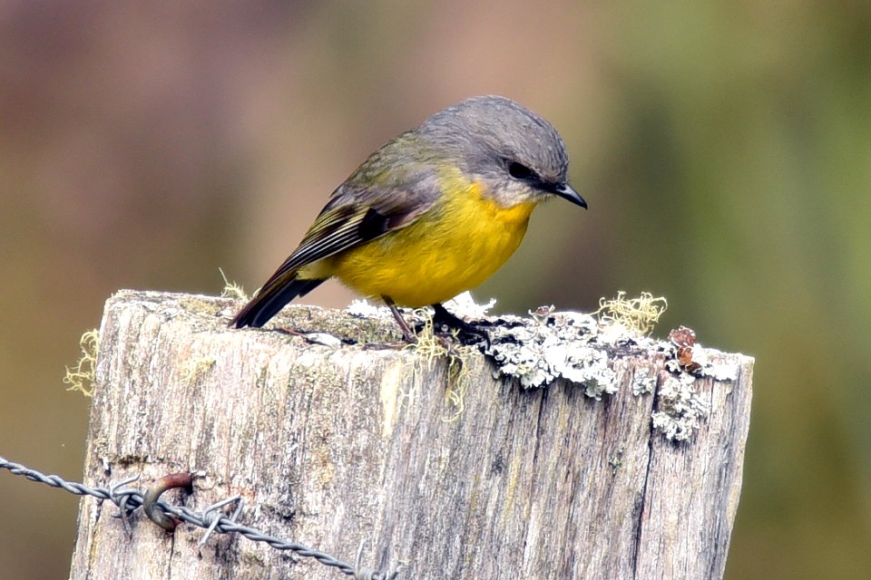 Robin - Yellow Aug2016 10