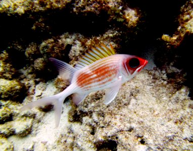 Soldier Fish Molassass Reef Key Largo photo