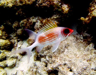 Soldier Fish Molassass Reef Key Largo
