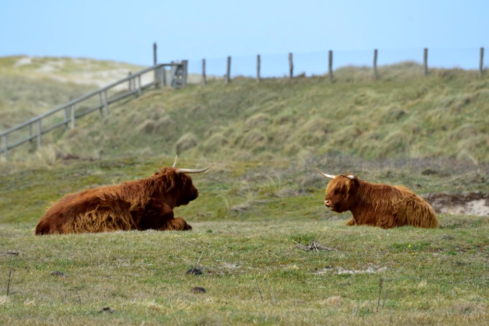 Duinen Noordkop Noord-Holland: Therapy