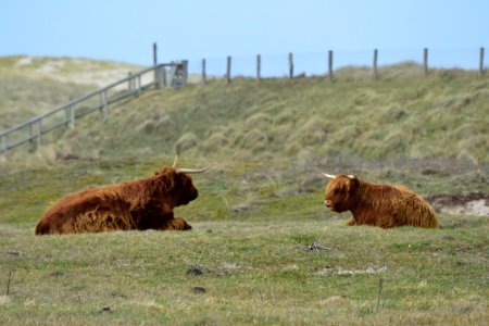 Duinen Noordkop Noord-Holland: Therapy