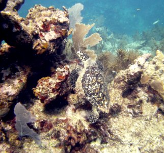 Turtle Crawling Up Key Largo Molassas Reef photo