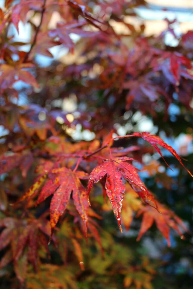 Leaves emerge fall color