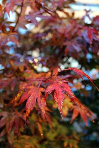 Leaves emerge fall color
