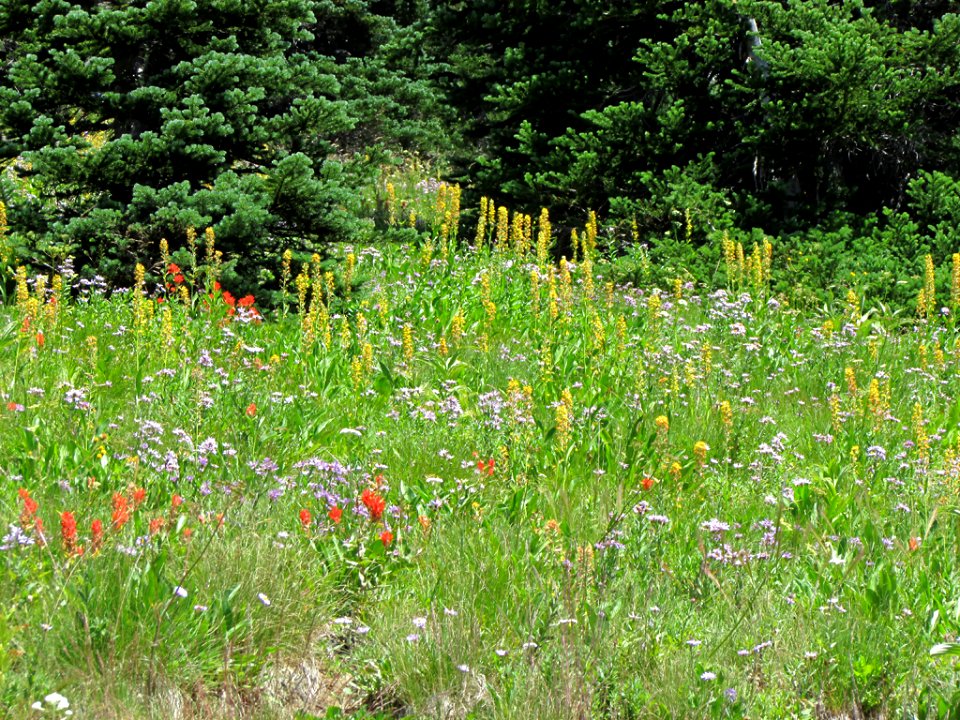 Wildflowers at Mt. Rainier NP in WA