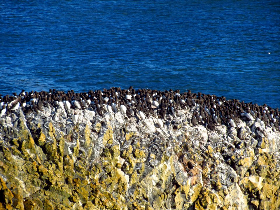 Seabirds at Yaquina Head Natural Area in OR