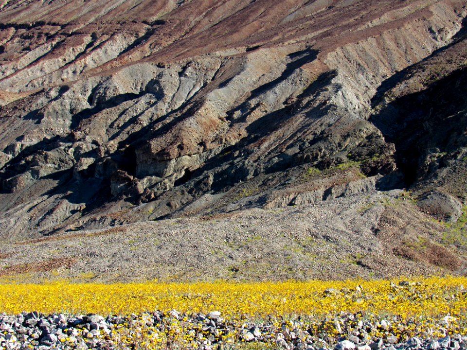 Wildflower Super Bloom at Death Valley NP in CA