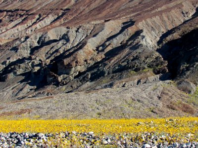 Wildflower Super Bloom at Death Valley NP in CA