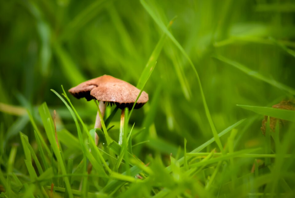 Depth of field grass green