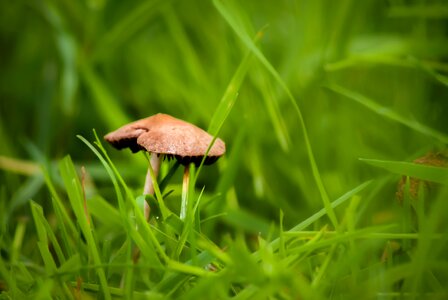Depth of field grass green