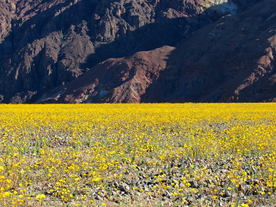 Wildflower Super Bloom at Death Valley NP in CA