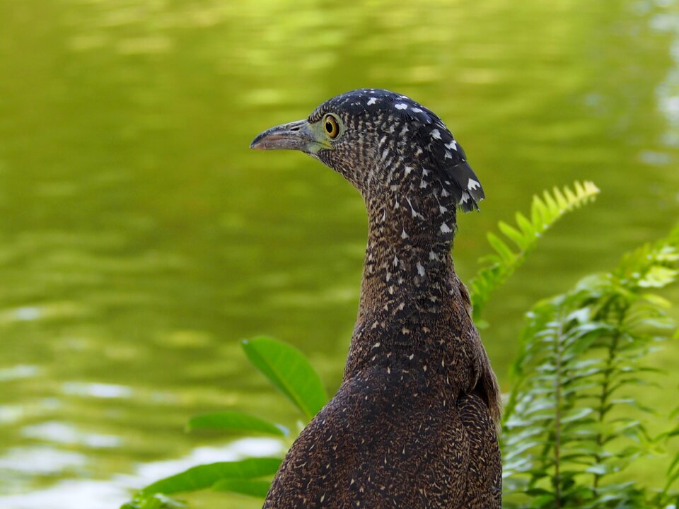 Note reviews juvenile birds animal portraits