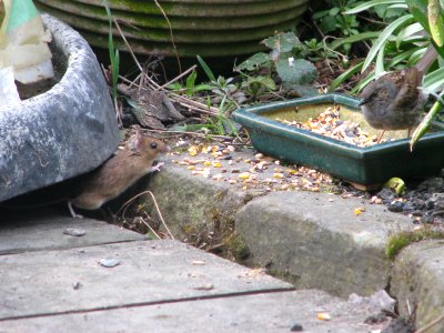 Mouse and  Dunnock  about to share a meal