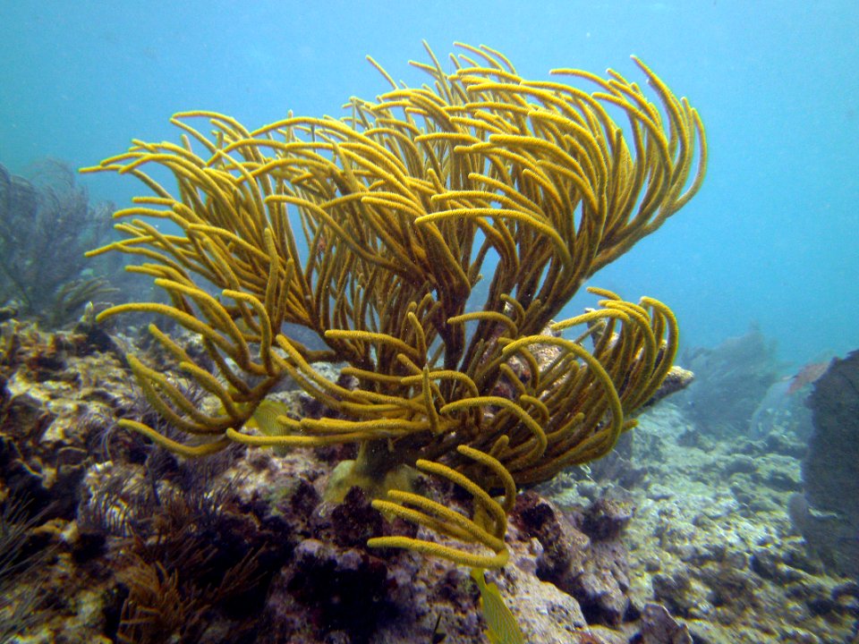 Swaying in the wind Molassass Reef Key Largo
