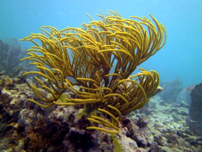 Swaying in the wind Molassass Reef Key Largo photo