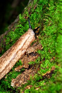 Nature animal little