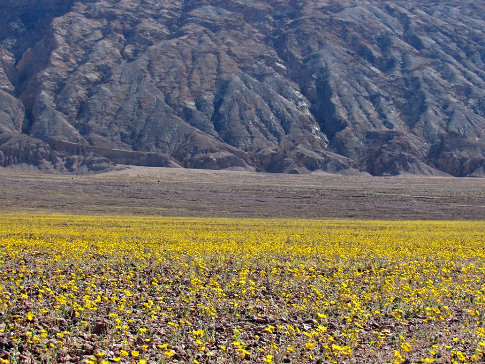 Wildflower Super Bloom at Death Valley NP in CA