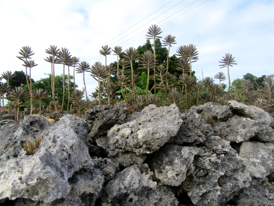 Plants growing out of coral walls Taketomi Island Yaeyama Islands Okinawa Japan