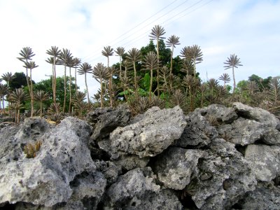 Plants growing out of coral walls Taketomi Island Yaeyama Islands Okinawa Japan