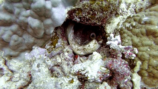 Octopus way down in den Diving in Ishigaki Japan
