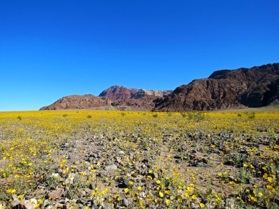 Wildflower Super Bloom at Death Valley NP in CA photo