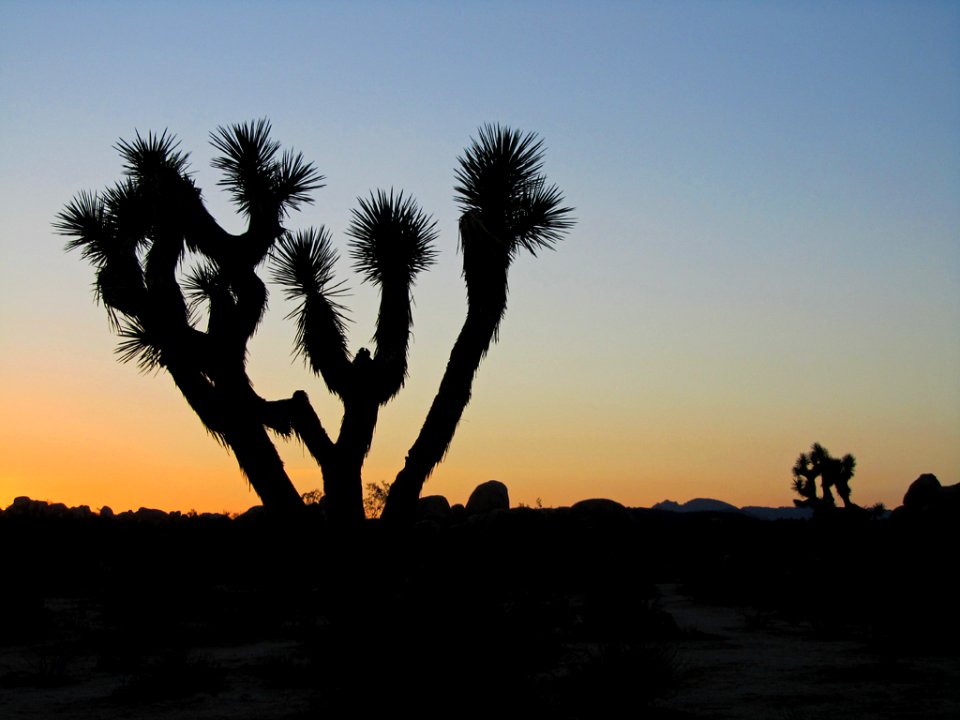 Sunset at Joshua Tree NP in CA