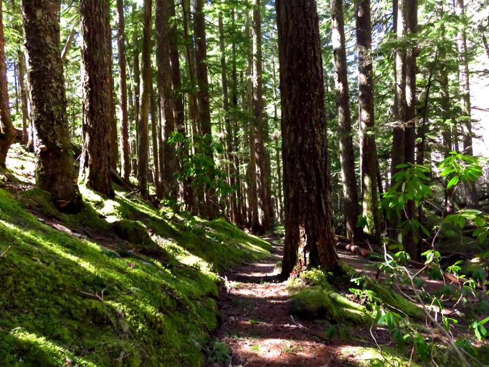 Ramona Falls Hike at Mt. Hood Wilderness in Oregon