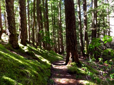 Ramona Falls Hike at Mt. Hood Wilderness in Oregon