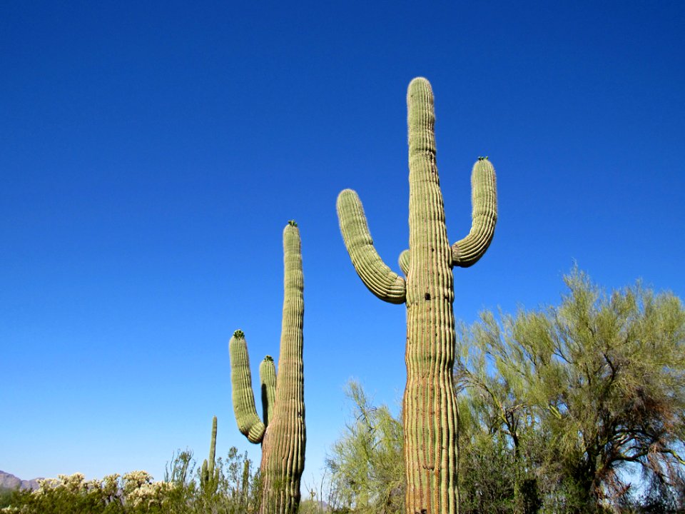 Organ Pipe Cactus NM in Arizona