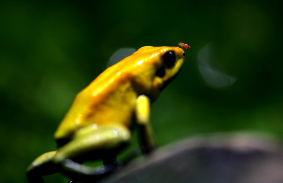 NIKON 200mm f4 Micro (30)