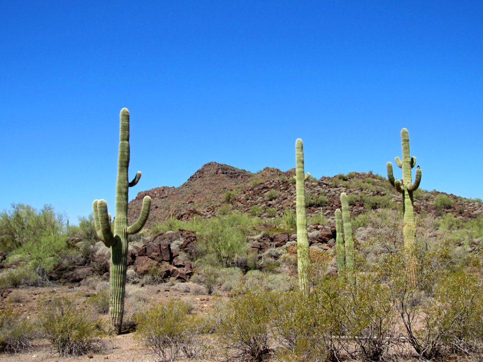 Organ Pipe Cactus NM in Arizona