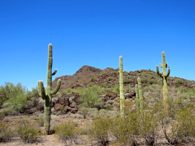 Organ Pipe Cactus NM in Arizona
