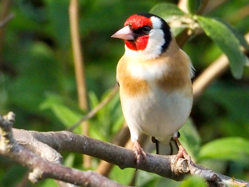 Goldfinch