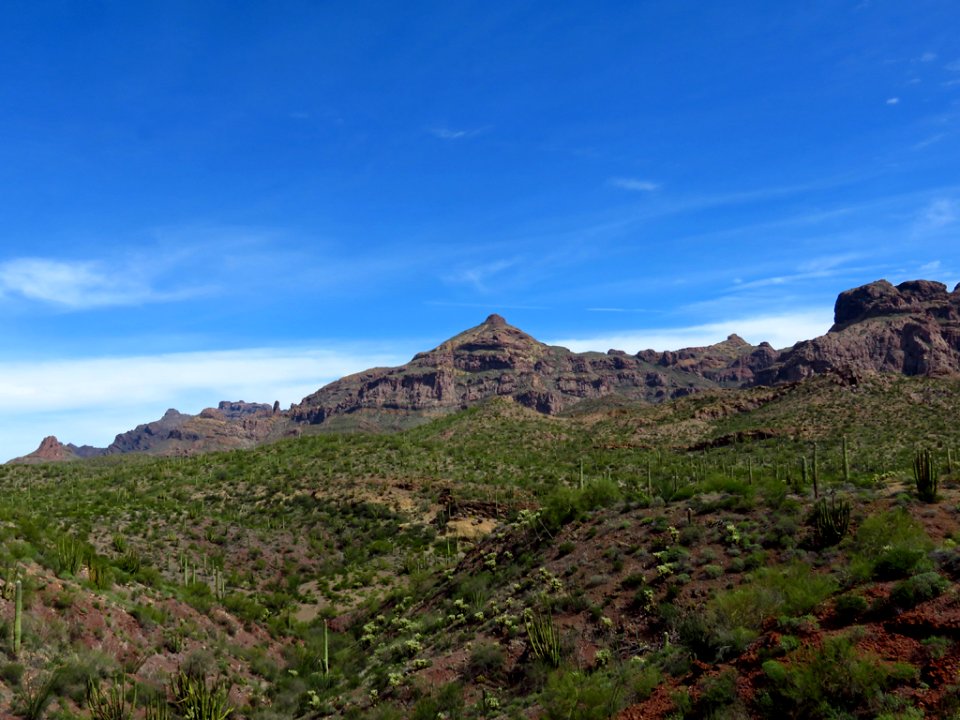 Organ Pipe Cactus NM in AZ