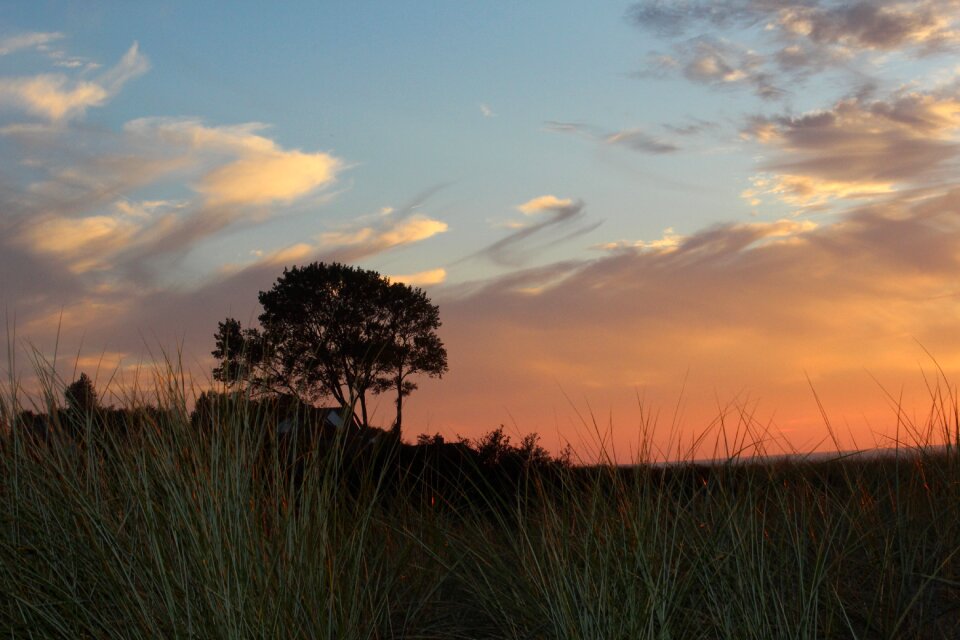 Abendstimmung landscape tree