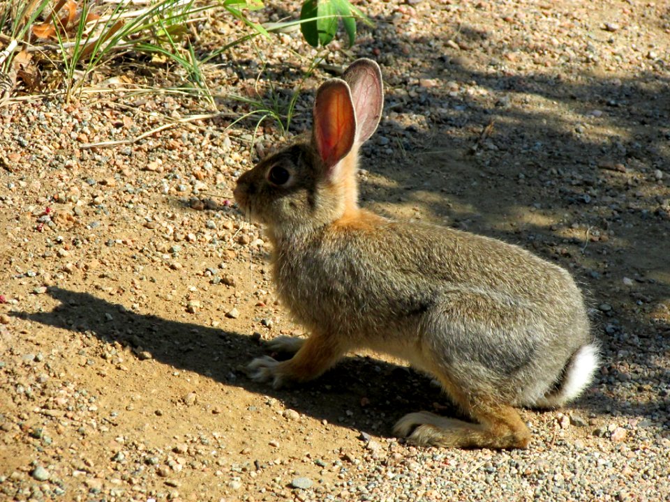 Rabbit at Black Canyon of The Gunnison NP in CO