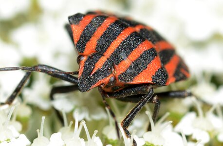 Bedbugs graphosoma italicum