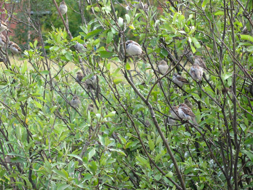 sparrrows