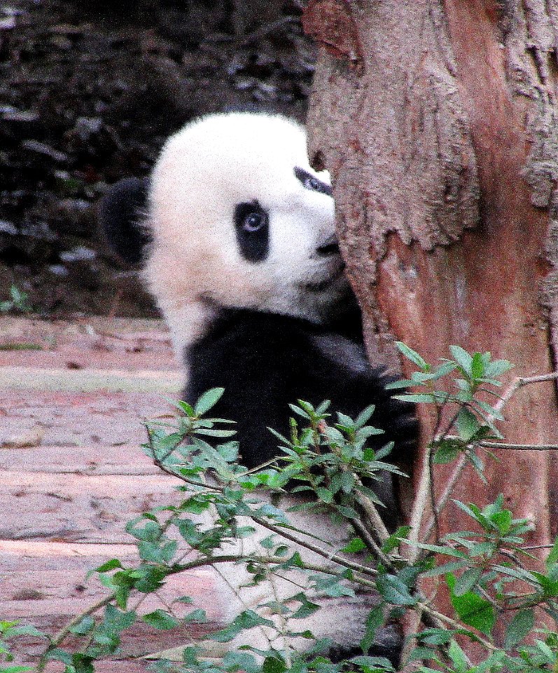 Baby panda behind tree Giant Panda Breeding Center Chengdu China photo
