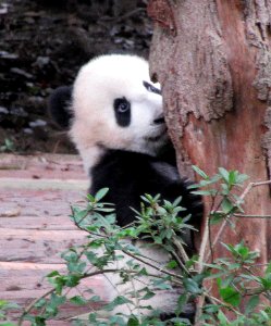 Baby panda behind tree Giant Panda Breeding Center Chengdu China