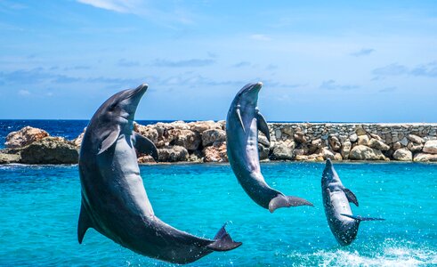 Fish animal ocean photo