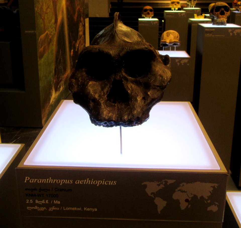 Ancient skull with ridge Museum of Georgia Tbilisi