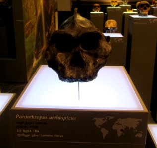 Ancient skull with ridge Museum of Georgia Tbilisi