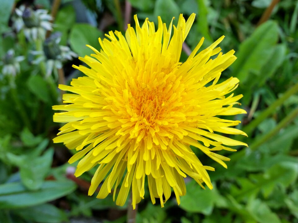 Yellow nature blossom