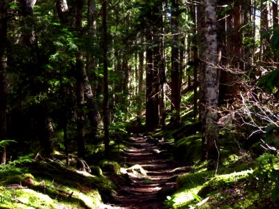Ramona Falls Hike at Mt. Hood Wilderness in Oregon