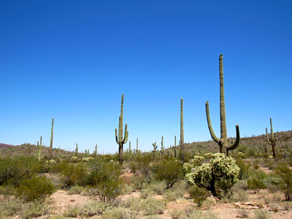 Organ Pipe Cactus NM in Arizona