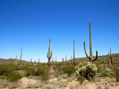 Organ Pipe Cactus NM in Arizona